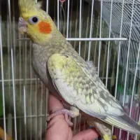 عروس پاریس