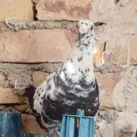 کبوتر نر سار