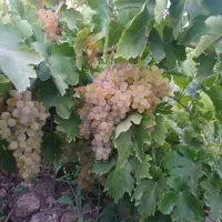 انگورعسگری وبیدونه
