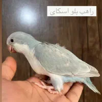 راهب|پرنده|ساری, |دیوار