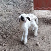 یک راس بره ماده شیری سنجابی