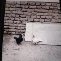 نر ماده خوشگل|پرنده|مشهد, سجادیه|دیوار