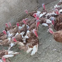 ۵۰ عدد بوقلمون گوشت اورگانیک .