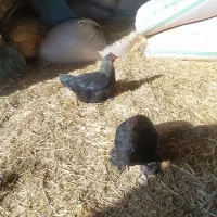 دوتامرغ خونگی|حیوانات مزرعه|محمدیه-قزوین, |دیوار