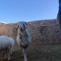 بره نر برا قوچی