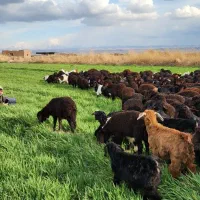 نیازمند چوپان