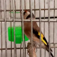 سهره قفسی|پرنده|خمینیشهر, |دیوار