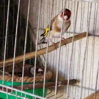 سهره ماده،متولد قفس، کار داده|پرنده|تهران, عبدلآباد|دیوار