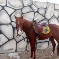 اسب کرد دو سر حال سالم مدارک میکروچیب دار