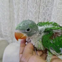 جوجه شاه طوطی