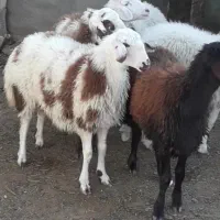 توجه توجه گوسفند زنده فقط کیلویی ۳۰۰ فقد امروز