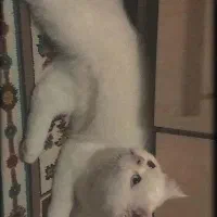 گربه اسکاتیش سفید و بلو نرو ماده|گربه|فردیس, فردیس|دیوار