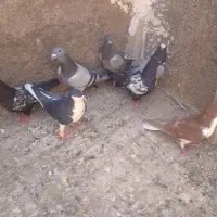 نرکفتر و جوجه