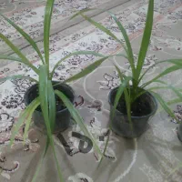 گل طبیعی|گل و گیاه طبیعی|نیشابور, رنج آباد|دیوار