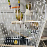 طوطی گرنچیک