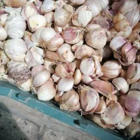 سیر زنجان وهمدان|خوردنی و آشامیدنی|شیراز, شهرک نیروی انتظامی|دیوار