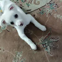 شیتزو اشپیتز|سگ|کرج, المهدی|دیوار