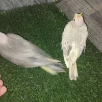 جوجه عروس هلند|پرنده|سراوان, |دیوار