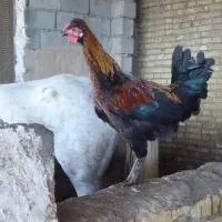 ۵ عدد خروس|حیوانات مزرعه|شوش, |دیوار