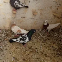 کبوتر ماده سینه سرکه ای|پرنده|شیراز, شیخ علی چوپان|دیوار