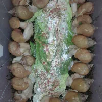 حلزون آچاتینا آلبینو|خزنده|تهران, شهرک محلاتی|دیوار