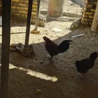 بعترین قیمت اگه خریداری دوسه تا مرغ و خروس بی پو|حیوانات مزرعه|کرباسک, |دیوار