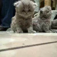 بچه گربه پرشین اصیل