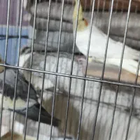 عروس هلندی|پرنده|خمین, |دیوار