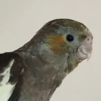 گمشده