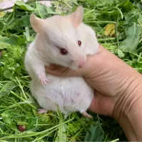 همستر گوگولی|موش و خرگوش|بوشهر, |دیوار