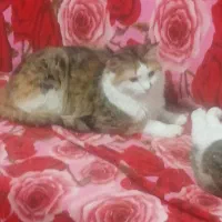 گربه نژاد ترکیبی نزدیک یک سال ونیم