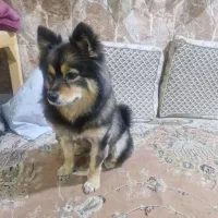 سگ پیدا شده|حیوانات|بومهن, |دیوار