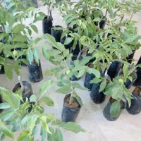 گلدانی و سبز و پربار