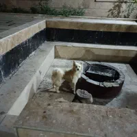 سگ فانتزی جفت|سگ|شیراز, شهرک گلستان شمالی|دیوار
