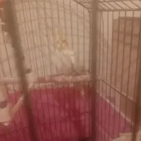 پرنده عروس هلندی مولد|پرنده|پرند, فاز ۶|دیوار