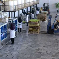 نیرو در خط بسته بندی عسل