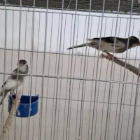 فروش قناری های خانگی|پرنده|اردکان, |دیوار