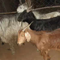 فروش بز داشتی