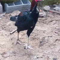 خروس لاری سیاه