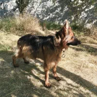 ژرمن کینگ مو بلند ماده|سگ|تهران, شهرک امام خمینی|دیوار