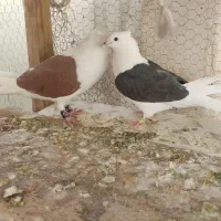 کبوتر دوکت قاب درجه یک