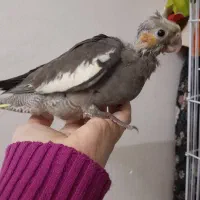 جوجه عروس هلندی|پرنده|دزفول, |دیوار