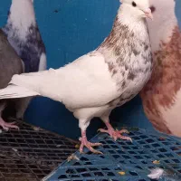 طوقی کلایی پالخت سارطوق سوردمسفید سفید گوک