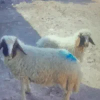 بر ه نر|حیوانات مزرعه|سرپل ذهاب, |دیوار