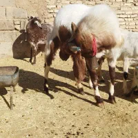 دوبور پاکستانی|حیوانات مزرعه|شهرضا, |دیوار