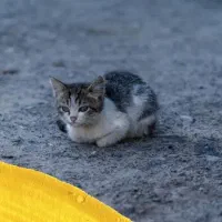 بچه گربه واگذار می‌شود