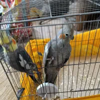 یک جفت عروس هلندی بالق