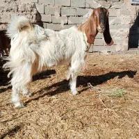 بزجوان|حیوانات مزرعه|سرایان, |دیوار