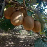 فروش میوه کیوی هایواردزیر برگ (توافقی)