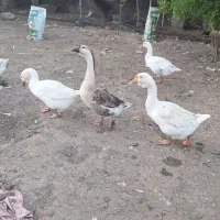 قوغاز